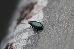 Phyllotreta nigripes