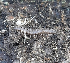 Polydesmus