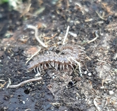 Polydesmus