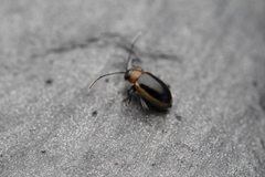 Longitarsus dorsalis