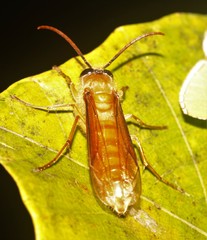 Provespa barthelemyi