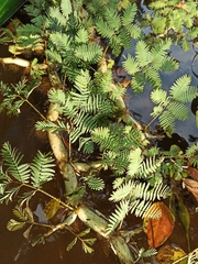 Neptunia oleracea