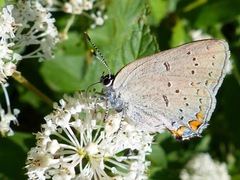 Satyrium acadica