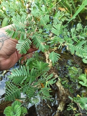 Neptunia oleracea