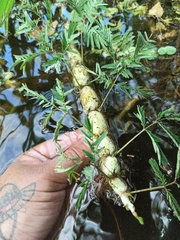 Neptunia oleracea