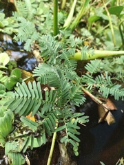 Neptunia oleracea