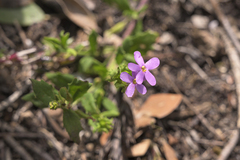 Chaenostoma hispidum