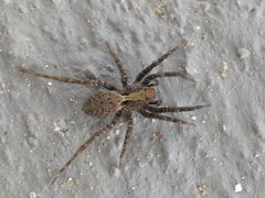 Alopecosa albofasciata