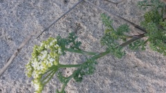 Dasispermum