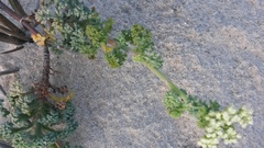 Dasispermum