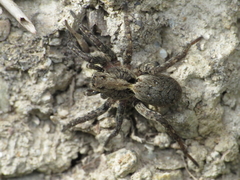 Alopecosa albofasciata