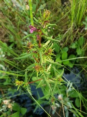 Pedicularis parviflora