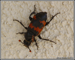 Nicrophorus marginatus