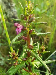 Pedicularis parviflora