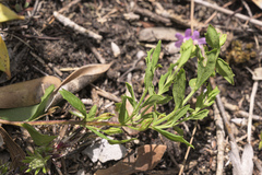 Chaenostoma hispidum