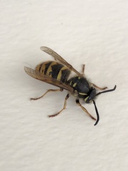 Vespula vulgaris