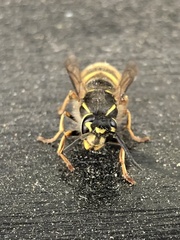 Vespula vulgaris