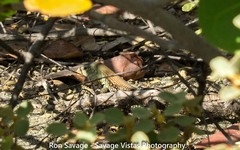 Pholidoscelis chrysolaemus