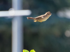 Passer domesticus