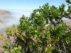 Stevia melissifolia