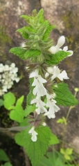 Stachys kuntzei