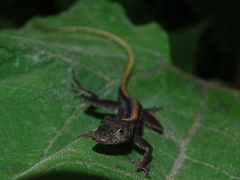 Anolis maculiventris