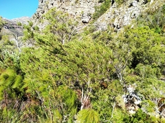 Metrosideros angustifolia