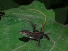 Anolis maculiventris