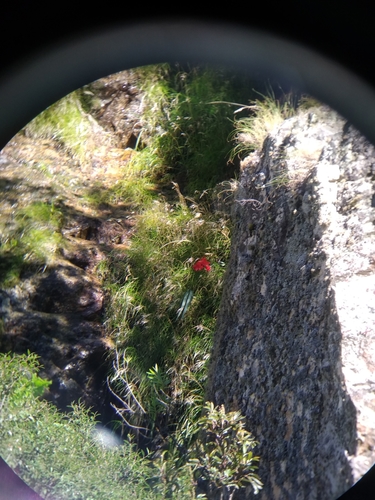 Image of Gladiolus cardinalis by (c) De Waal Hugo, some rights reserved (CC BY)