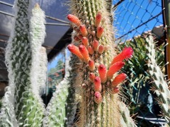 Cleistocactus