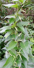Asclepiadeae