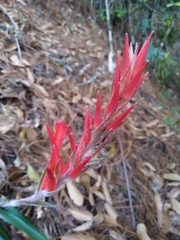 Pitcairnia ringens