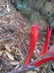 Pitcairnia ringens