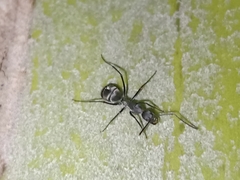 Camponotus parius
