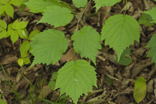 Corylus sieboldiana