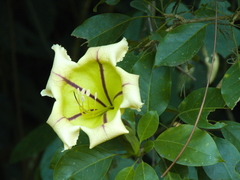 Solandra
