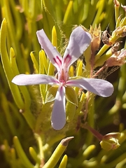 Pelargonium laevigatum oxyphyllum