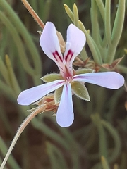 Pelargonium laevigatum oxyphyllum