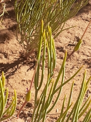 Pelargonium laevigatum oxyphyllum