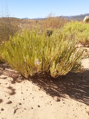 Pelargonium laevigatum oxyphyllum