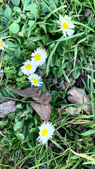 Bellis perennis
