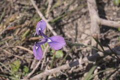 Moraea tripetala