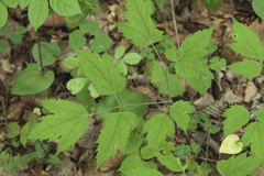 Actaea asiatica