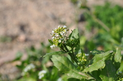 Calepina irregularis