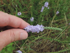 Verbena xutha