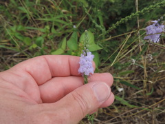 Verbena xutha