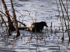 Quiscalus nicaraguensis