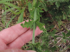 Verbena xutha