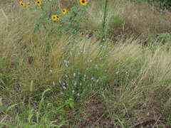 Verbena xutha