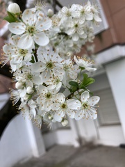 Prunus